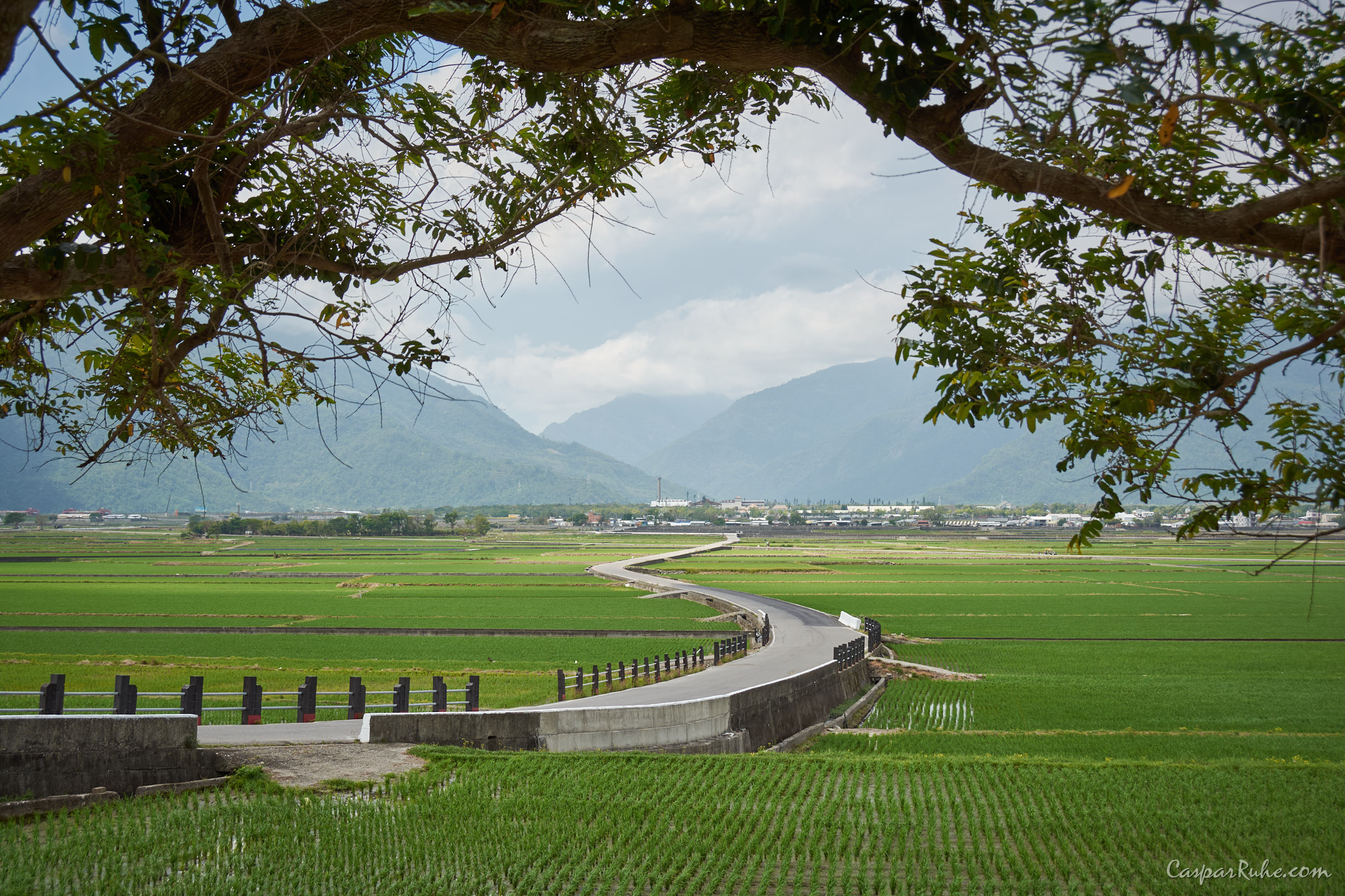 Rice Fields